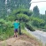 高度4-5-6-7-8-10米造型松基地直发