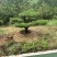 高度4-5-6-7-8-10米造型松基地直发