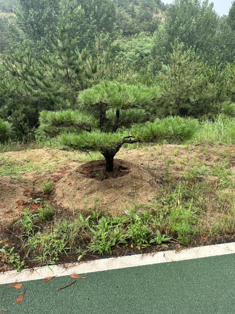 高度4-5-6-7-8-10米造型松基地直发