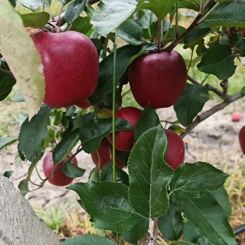 苹果