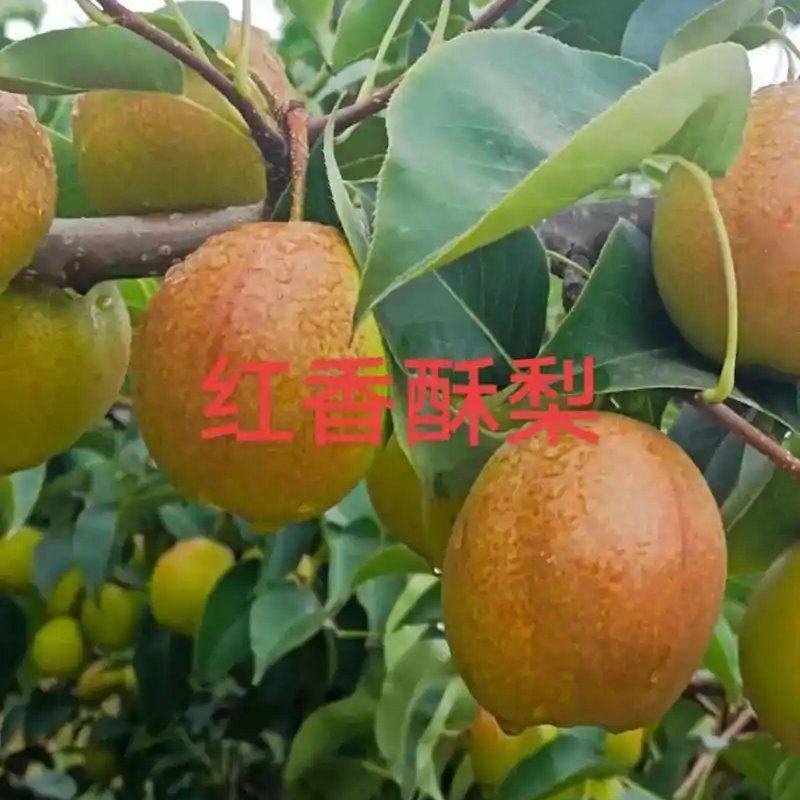 红香酥
