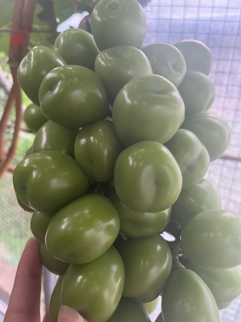 西昌应季阳光玫瑰，大颗粒，糖度高