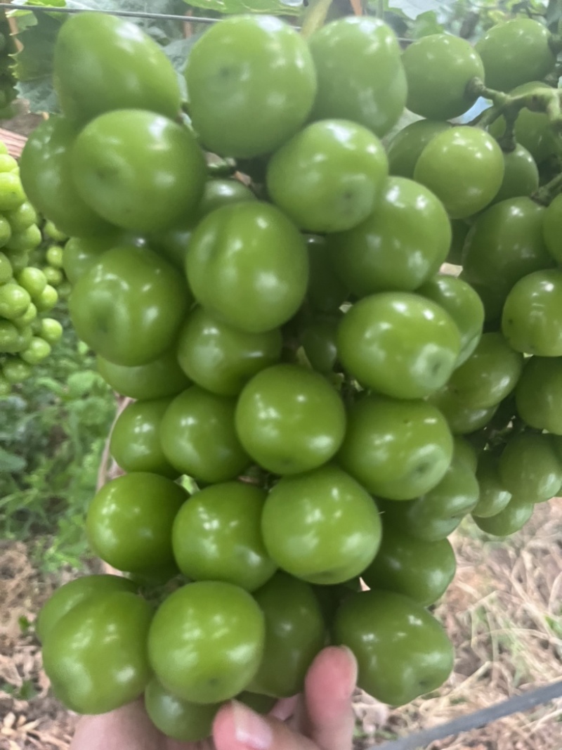 西昌应季阳光玫瑰，大颗粒，糖度高