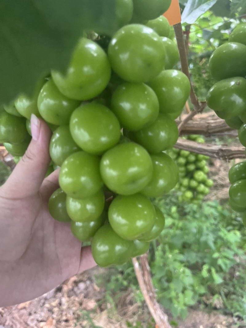 西昌应季阳光玫瑰，大颗粒，糖度高