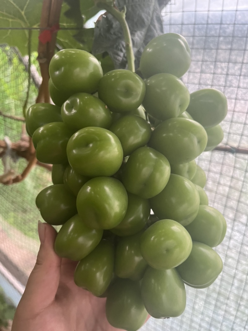 西昌应季阳光玫瑰，大颗粒，糖度高