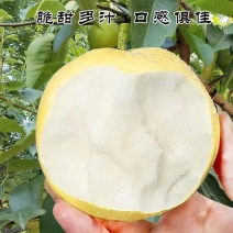 《推荐》皇冠梨陕西基地直发保质保量对接全国一条龙服务