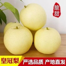 《精选》皇冠梨陕西对接商超电商团购一条龙服务