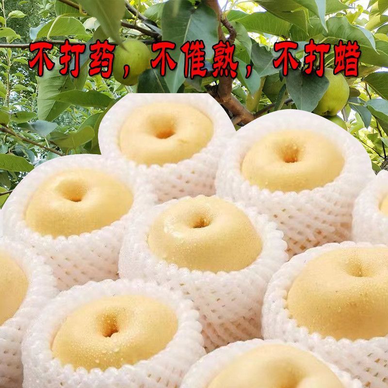 《精选》皇冠梨陕西对接商超电商团购一条龙服务