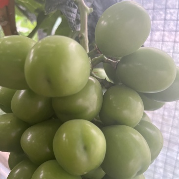 西昌应季阳光玫瑰，大颗粒，糖度高
