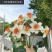 高级仿真花水仙花ins假花仿真花摆设装饰摆件客厅餐桌花束拍照