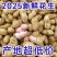 鲜花生，沙土地，山上生长的鲜花生