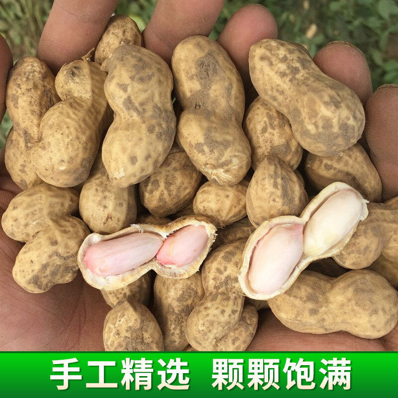 鲜花生，沙土地，山上生长的鲜花生