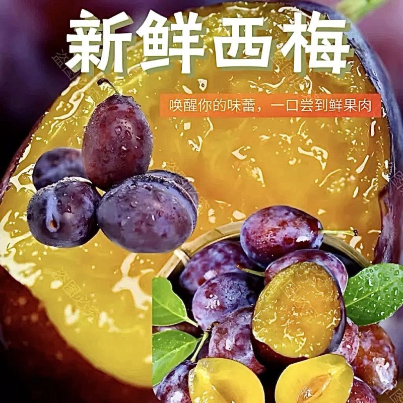 《精选》法兰西梅大量上市中陕西渭南基地直发对接一条龙