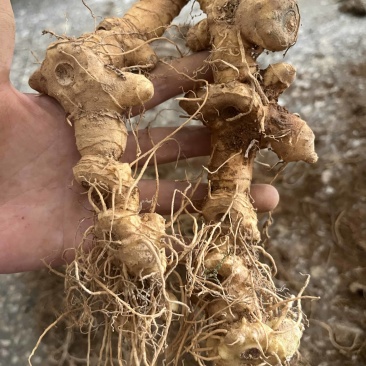 野生多花黄精现挖现发