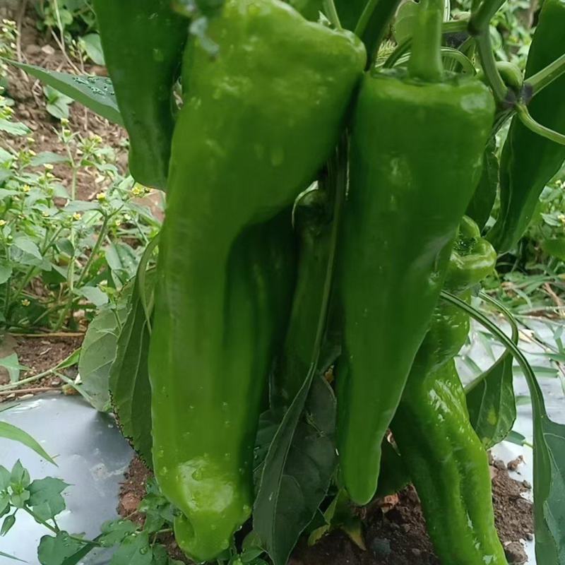 辣椒
