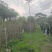 蓝花楹16布袋新苗湛江基地直销