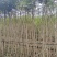 蓝花楹16布袋新苗湛江基地直销
