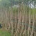 蓝花楹16布袋新苗湛江基地直销