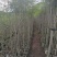 蓝花楹16布袋新苗湛江基地直销