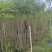 蓝花楹16布袋新苗湛江基地直销