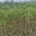 蓝花楹16布袋新苗湛江基地直销