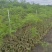 蓝花楹16布袋新苗湛江基地直销