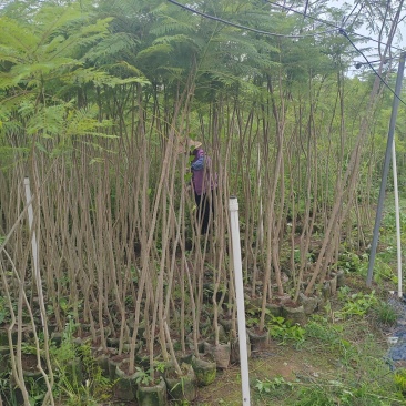 蓝花楹16布袋新苗湛江基地直销