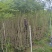 蓝花楹16布袋新苗湛江基地直销