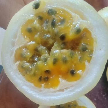 百香果，钦蜜九号十分甜