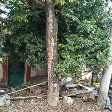 黄花梨