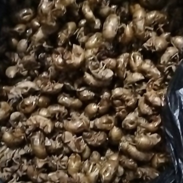 金蝉壳