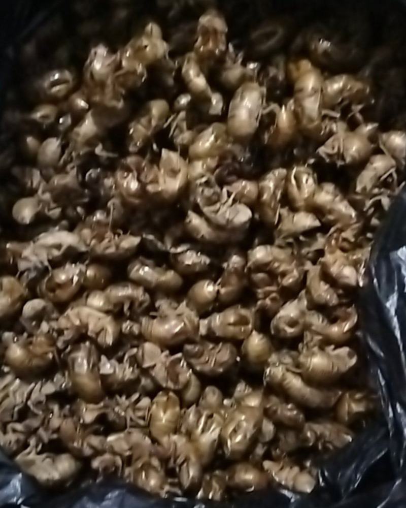 金蝉壳