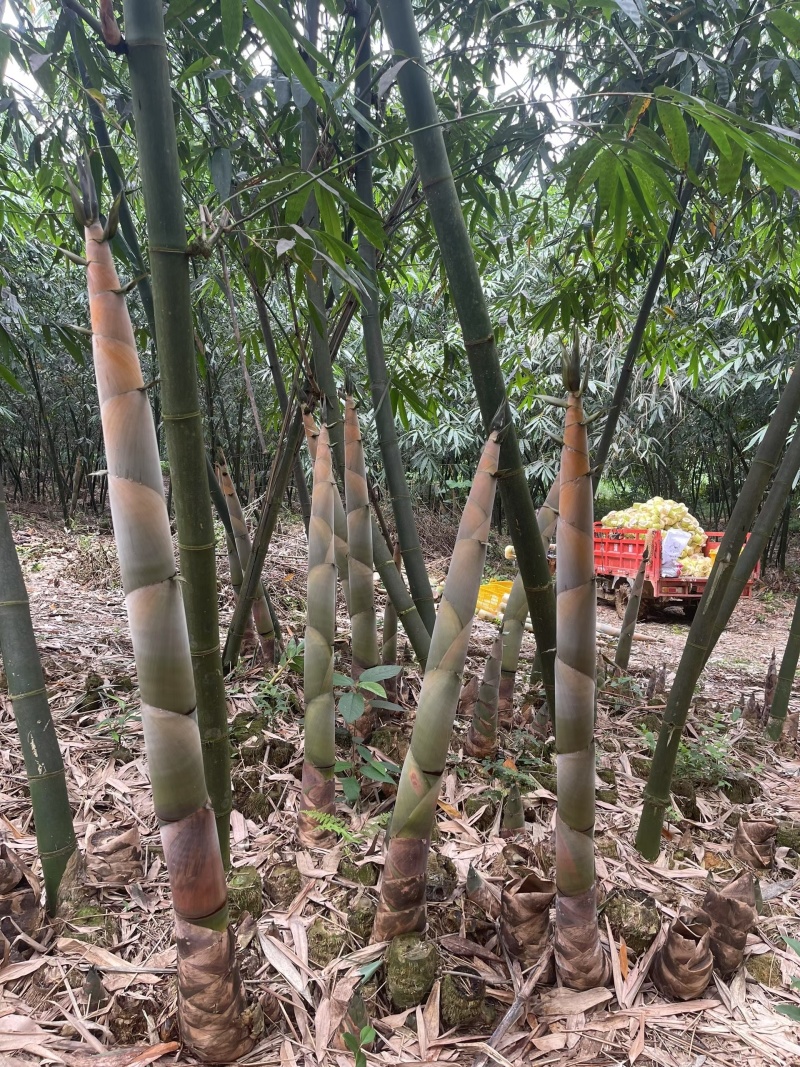 广东英德麻竹笋干笋尖笋花菜干