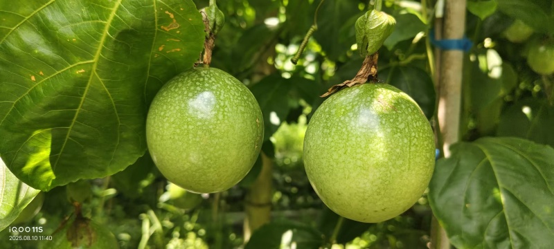 黄金百香果，满载大自然的馈赠，与甜蜜。
