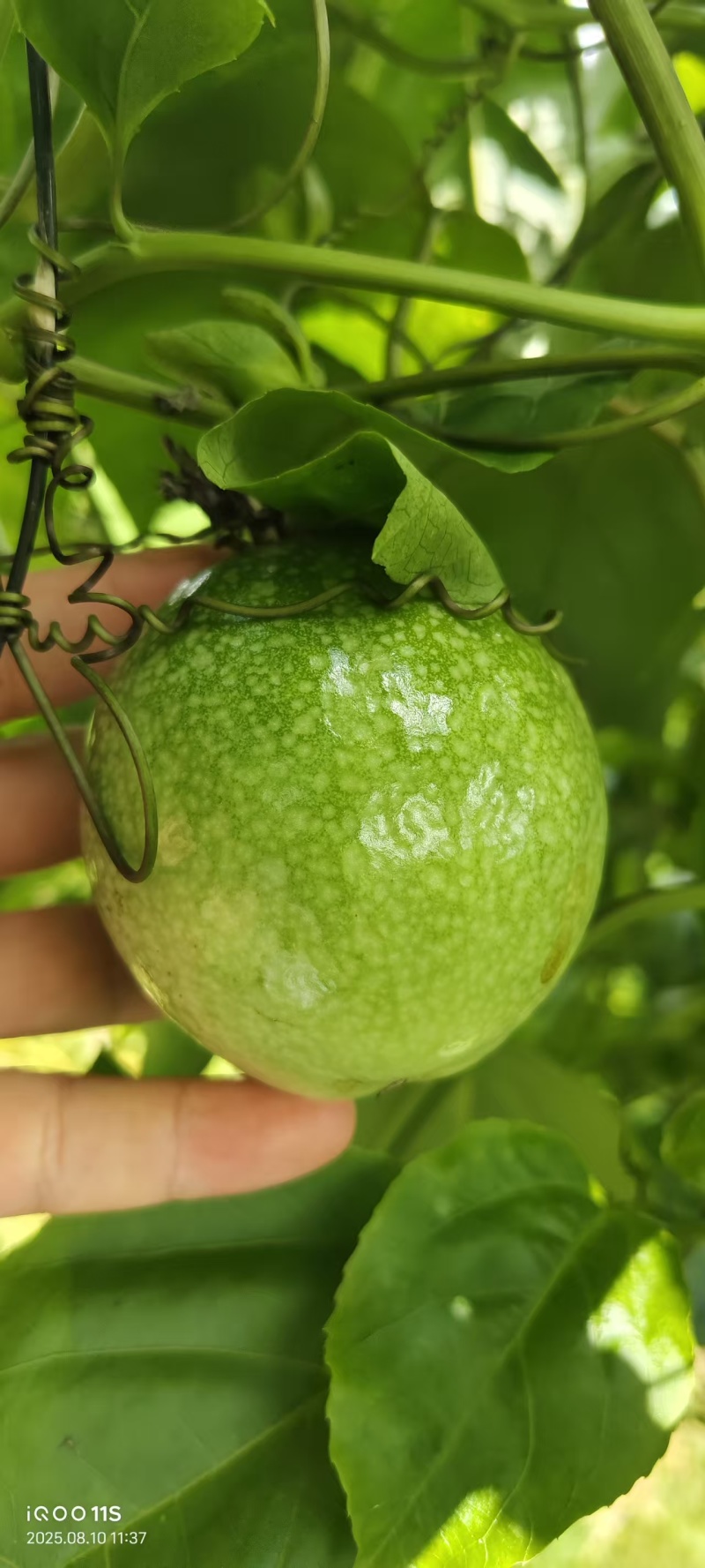 黄金百香果，满载大自然的馈赠，与甜蜜。