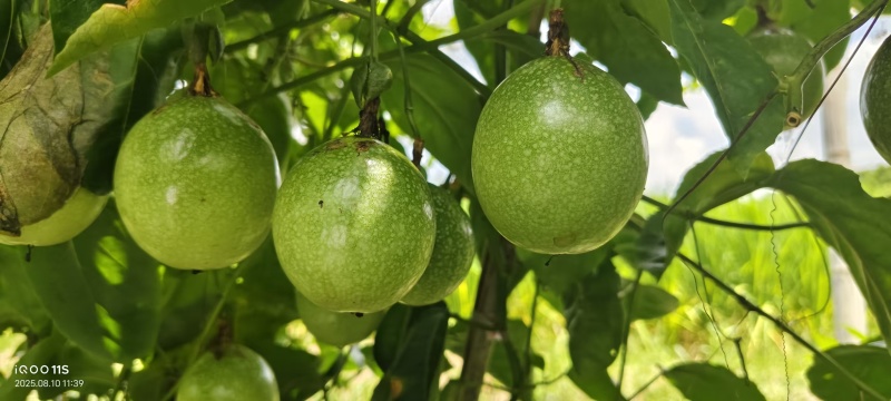 黄金百香果，满载大自然的馈赠，与甜蜜。
