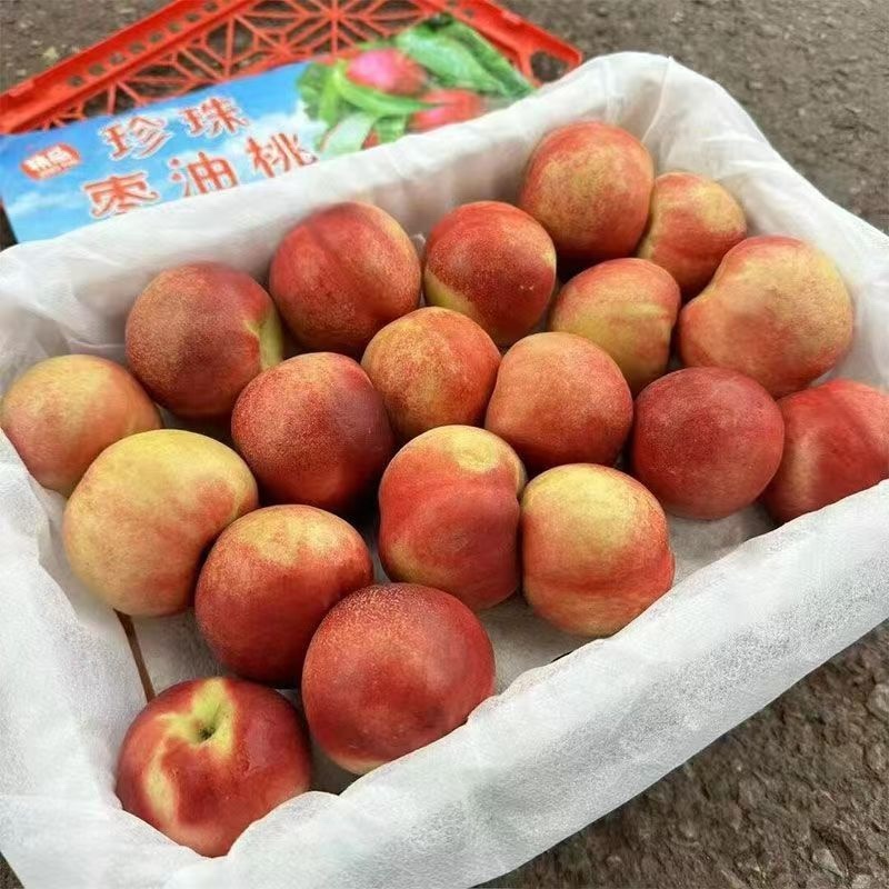 珍珠枣油桃，大量现货对接团购，拼多多抖音视频号代发