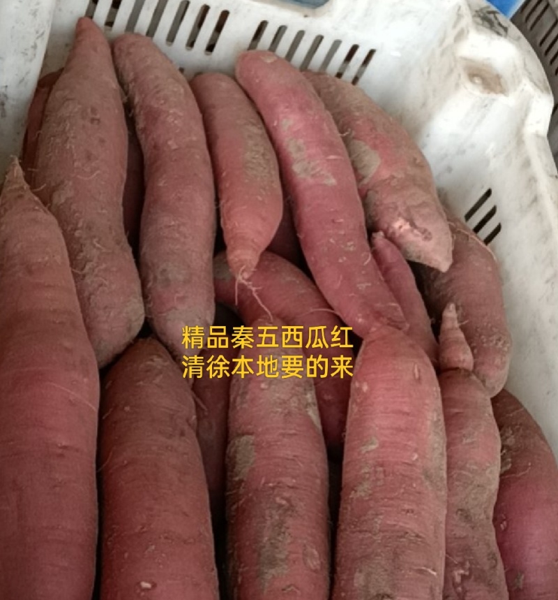 清徐本地红薯清德铺宁家营沙地西瓜红秦五