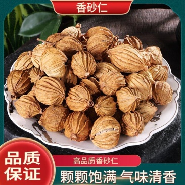 香砂仁
