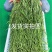 精品商用贡菜批发代发标准化车间