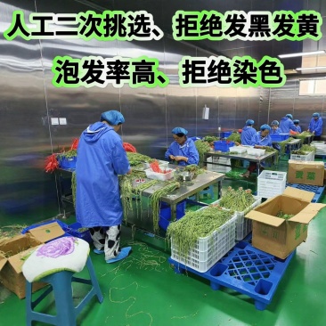 精品商用贡菜批发代发标准化车间