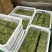 精品商用贡菜批发代发标准化车间