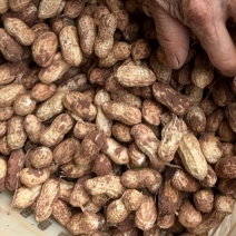 金堂县花生新鲜带泥花生红米花生天府红米花生货量稳定