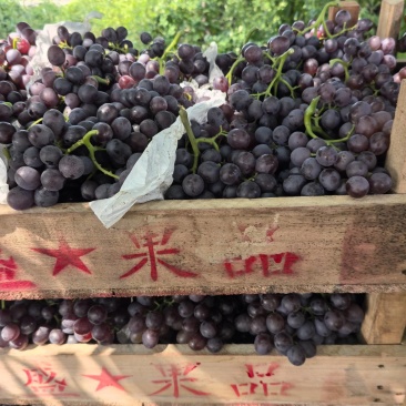 玫瑰香葡萄