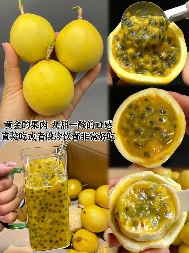 钦密9号