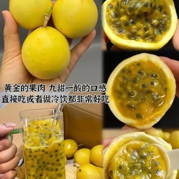 钦密9号