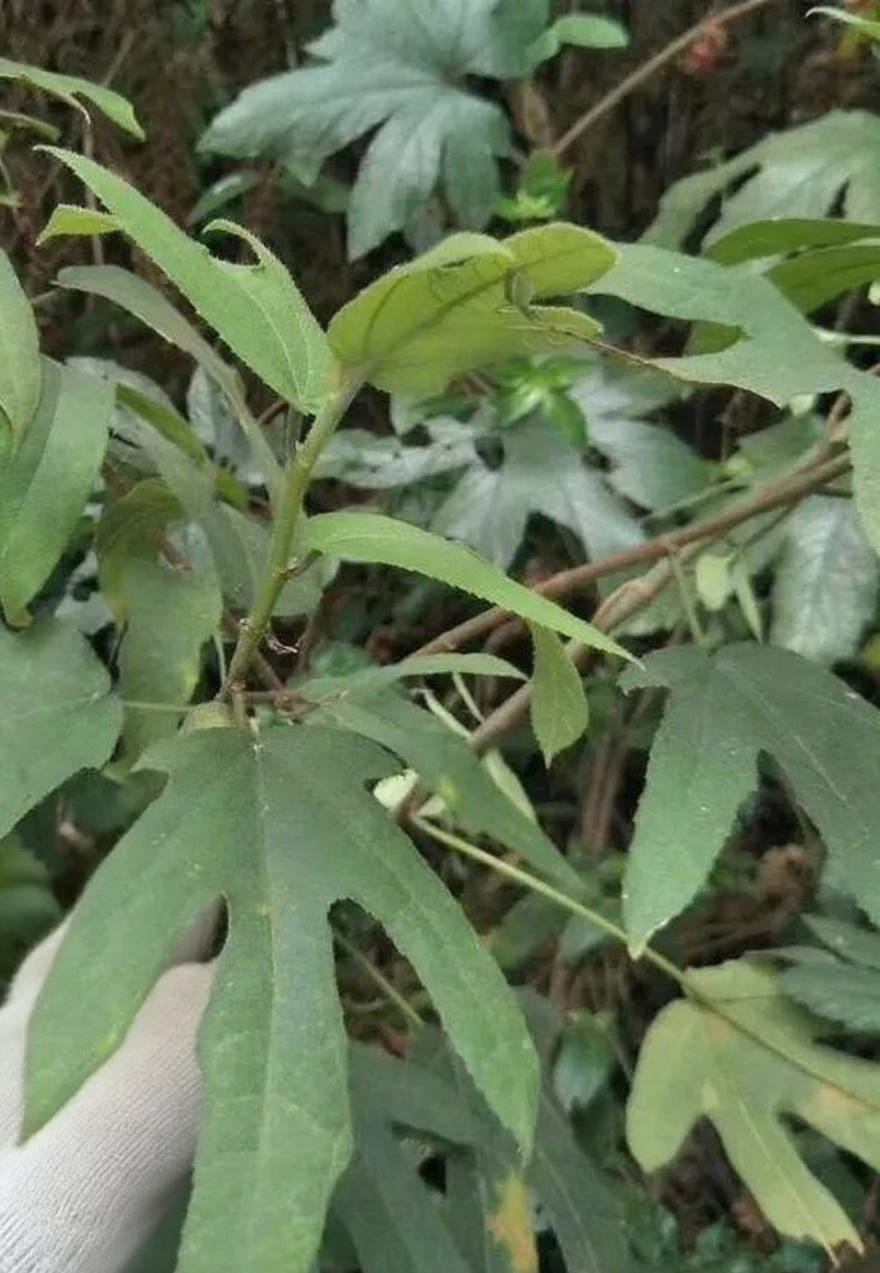 24小时在线服务直供一手货源五指毛桃货源充足