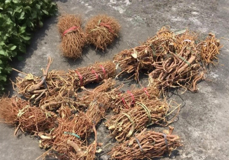 24小时在线服务直供一手货源五指毛桃货源充足
