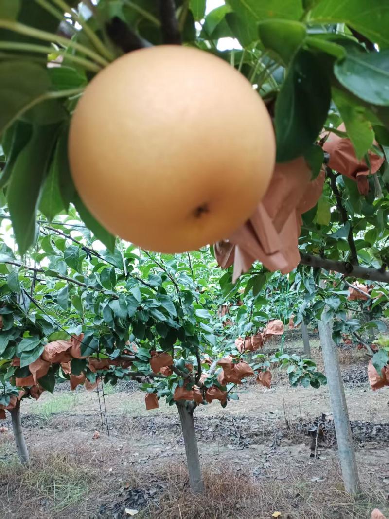 沙土地秋月梨