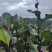 芭蕉芋淀粉